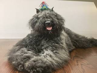 A close up of a dog
	Description automatically generated